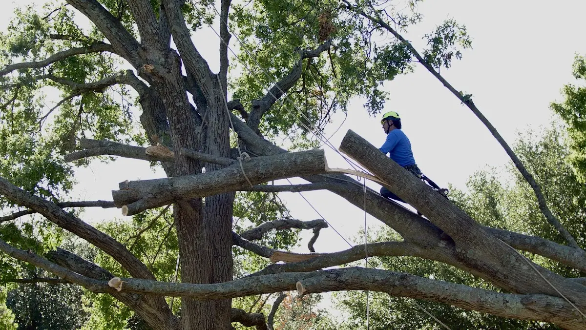 Professional Hazardous Tree Removal performed by certified arborists in Billingsley