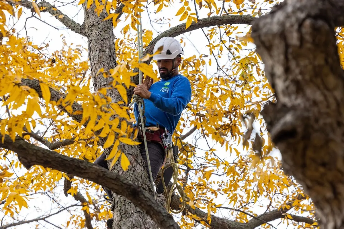 Skilled Tree Planing crew working in Billingsley